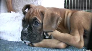 Playful 8 Week Old Boxer Puppies [upl. by Baumbaugh]