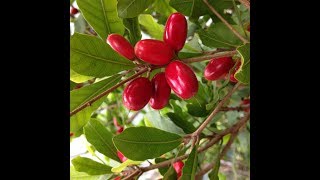 My 20year old miracle fruit tree is loaded with fruit [upl. by Mchale]