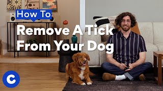 How To Remove A Tick From Your Dog  Chewtorials [upl. by Neras]