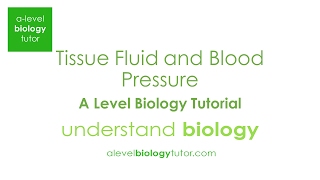 Tissue fluid formation Alevel Biology OCR A Eduqas Edexcel AQA [upl. by Maddock700]