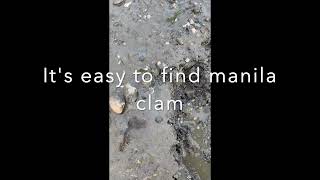 Washington Wolfe Property State Park Clamming and Oyster harvest [upl. by Lauer659]