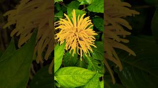 Yellow Jacobinia flowers tamilmusic music song nature flowersvideos jacobina [upl. by Rhyne]