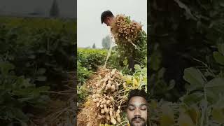 Peanuts harvesting satisfying farming agriculture shortsvideo shorts [upl. by Euqinorev]