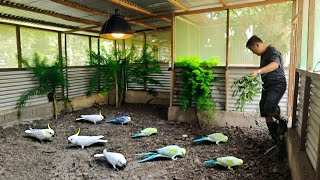 My Natural Aviary of Cockatiel Birds  A Closer Look at Our Aviary with Dozens of Baby Cockatiels [upl. by Leann]