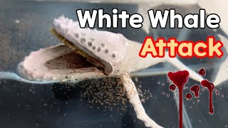 How To Make White Whale Migaloo polymerclay [upl. by Zanahs686]