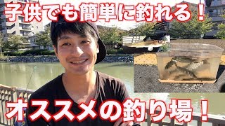 【新川江戸川区で釣り】まさかこんなに魚が釣れるとは！子供でも簡単に釣れるオススメの釣り場解説あり！《2019年11月4日》 [upl. by Acnaiv442]