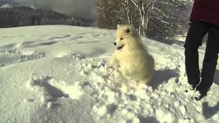 Samoyed puppy meets snow for the first time [upl. by Sucramad]