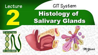 2a General structure of salivary glandsHistology of GIT [upl. by Pavkovic]