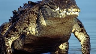 Alligator and crocodiles in Everglades National Park [upl. by Phemia]