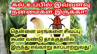 Thennai maram  Coconut tree  Tamil Village 360  How to grow  Vivasayam  Thennai Vandu  What is [upl. by Ablem]