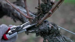 How to Prune Grapes in Winter Double Grapevine Pruning Technique [upl. by Schluter32]