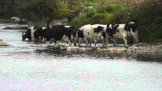 Cows Crossing the River  Milking Time 2 [upl. by Sherlocke89]