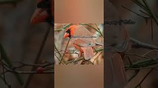 Cardinal berry nibbling lifeisjustabowlofcherries rudyvallee [upl. by Kiran352]