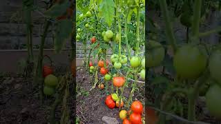 garden September Garden visit tomato plant full grown vegetablegardening gardeninguk [upl. by Aizahs]