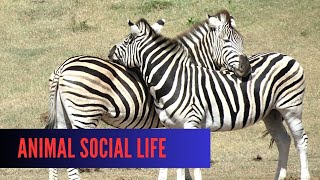 The Social Animals Group Dynamics in the Wild [upl. by Elonore]