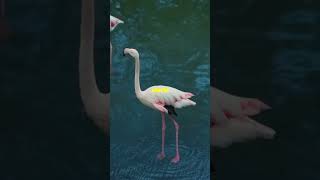 Why Do Flamingos Stand on One Leg [upl. by Anika]