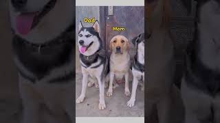 Huskey and Labrador Mix Breed Most Funniest Video of 2024 Till Now  funnydog funnydog [upl. by Dannye]