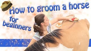 How to groom a horse for beginners [upl. by Keslie]