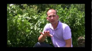 How to Grow amp Harvest Black Currants Tips for Home Gardeners [upl. by Zanze]