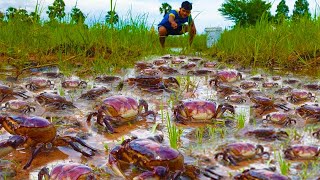 Exploring the Fascinating World of Crabs in Muddy Habitats [upl. by Salene]