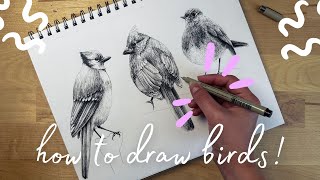 How To Draw a Realistic Bird With Pens Step By Step 3 Bird Drawings You Need To Know [upl. by Duhl470]