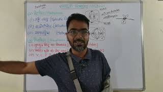 Mitosis  समसूत्री विभाजन  Stages of Cell Division Explained in Hindi [upl. by Aicetal]