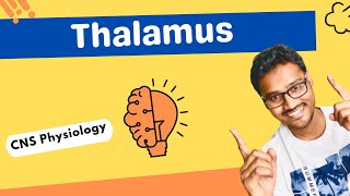 Thalamus  Nuclear division and functions [upl. by Meenen]