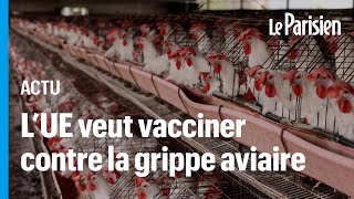 Grippe aviaire  lUE a acheté 665 000 doses de vaccin pour prévenir un risque pandémique [upl. by Salahi]