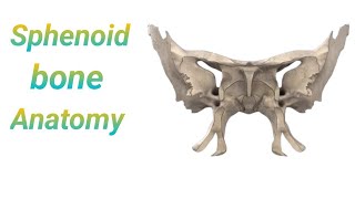 Sphenoid bone anatomy in bangla। Demonstrations of sphenoid bone। Anatomy of sphenoid bone [upl. by Aynav]