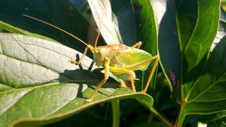 Sound of Katydid [upl. by Paloma]