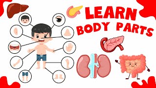 Body Parts Name  Learn Body Parts with Fun  Internal Organs for Kids  Educational Videos for Kids [upl. by Jeffers433]