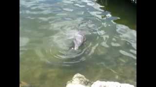 Dolphin Mimics Human Noises and Laughter [upl. by Octavie]