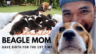 How to assist your dog giving birth for the 1st time Beagle Mom [upl. by Chuipek]