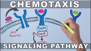 Chemotaxis Signalling Pathway [upl. by Hemingway]