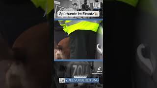 Zoll Spürhund im Einsatz🦮 zoll [upl. by Malas]