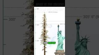 Comparing The Tallest Tree In The World With Tall Structures MrInfoMind tallesttree trees [upl. by Hicks415]