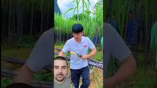 Sugarcane peeling satisfying [upl. by Enilra864]