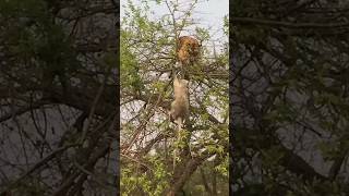 Tiger Trying To Catch A Monkey On A Tree And Falls [upl. by Archaimbaud]