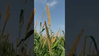 millet crop peacockvillage desert naturewonders Millet Crop [upl. by Naujuj]