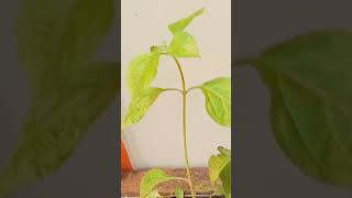 lantana plant cuttings propagation in water [upl. by Luann574]