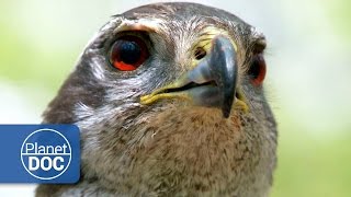 Goshawk HD Documentary [upl. by Abbotsun]