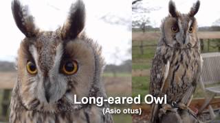 Owl  Longeared Owl Bird Call and Pictures for Teaching BIRDSONG [upl. by Pavel340]