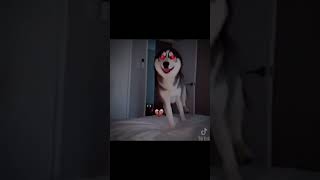 smile dog edit rek viral [upl. by Intyre571]