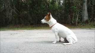 Jack Russell Terrier Waiting for Mom [upl. by Damita]