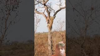 Hanting leopard video shortvideo altafhussain231 wildlife [upl. by Shepp19]