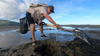 Clamming Basics with ODFW Gaper and Butter Clams [upl. by Tellford]