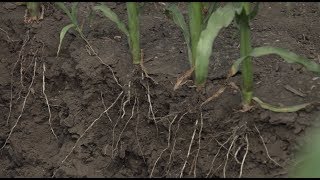 Taking Control with Subsurface Drip Irrigation [upl. by Anaujat303]