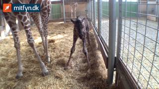 Ny girafunge født i Odense Zoo [upl. by Conlin]