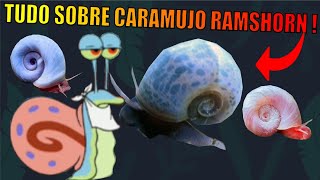 🔴TUDO SOBRE O CARAMUJO RAMSHORN EM PLANTADO COMO CUIDAR LITRAGEM TEMPERATURA E  Mr Betta [upl. by Genna897]