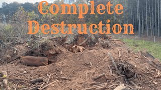 EP 75  Tamworth Pigs Destroy Everything [upl. by Weinhardt411]